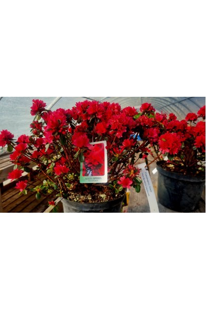 Рододендрон якушиманский Нино Кримсон - 5л/вис.30-40см/Ø30-40см